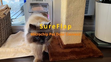 Why I Chose the SureFlap Pet Door Connect for My Large Cats