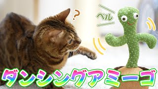 猫と陽気なサボテンダンシングアミーゴ