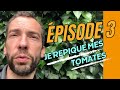 Je repique mes tomates saison 2024  pisode 3