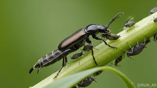 This Bug Can Burn Your Skin Like Acid Meet The Rove Beetle Staphylinidae
