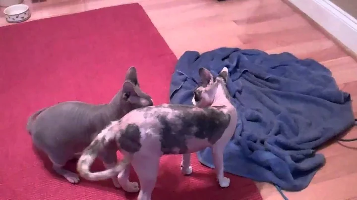Video 1217921: hairless cat fight