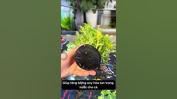 Thủy Cúc loại cây thủy sinh độc đáo tạo cảnh quan đẹp và lọc nước tự nhiên cho bể cá #aquarium