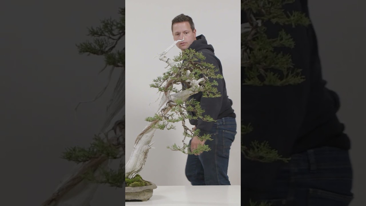 The Three Stages of Bonsai Development, a Visual Representation