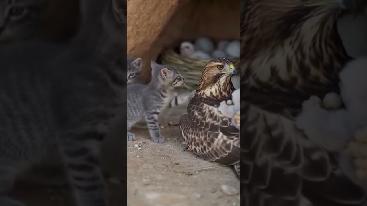Kind Kittens Care for Baby Birds When the Unexpected Happens 
