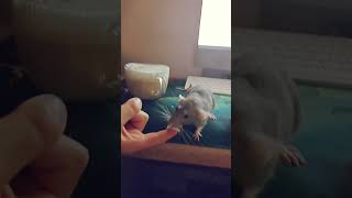 i love you (ty) youtube 😆 #rat #helpmemakethismakesense #hamster #amnewbutnottheleast #funny .
