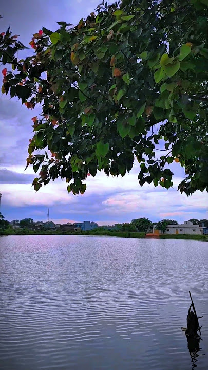 Nature love video 🌳🌳🌳🌳🌳 Nature love