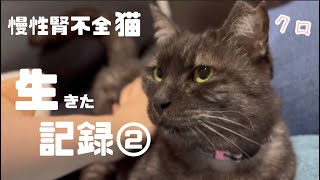 [慢性腎不全猫]クロが生きた記録②