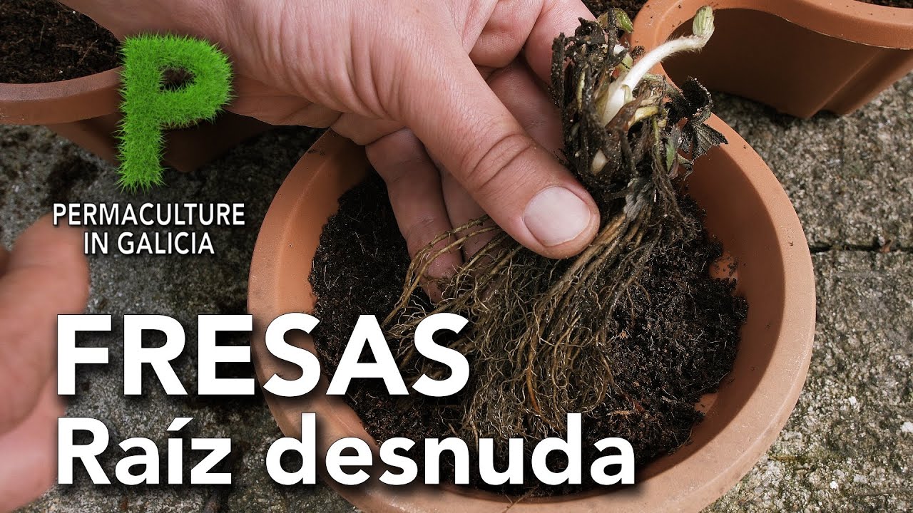 Como plantar fresas a raíz desnuda | Permacultura en Galicia