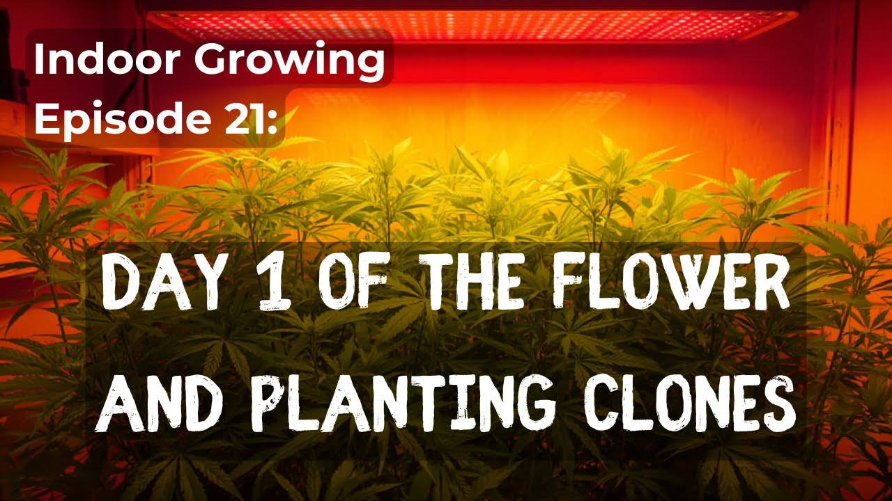 Indoor Growing for Beginners - Starting the Flower Stage and Planting the Clones