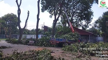 Dịch vụ cưa, cắt tỉa cành cây ở Ba Vì, Hà Nội - 096.217.8669
