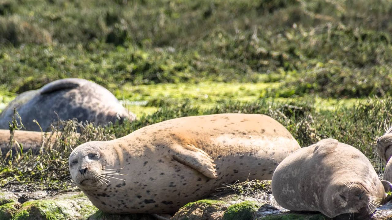 Elkhorn Slough Safari Slideshow YouTube