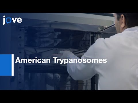 Videó: A trypanosoma szexuálisan vagy ivartalanul szaporodik?