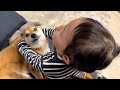 ３歳娘によって第三形態までトランスフォームしてしまう柴犬