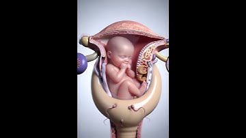 Why Sperm Can’t Enter: Cervical Mucus Plug Explained in 3D