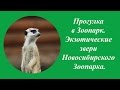 Прогулка в Зоопарк. Экзотические звери Новосибирского Зоопарка.