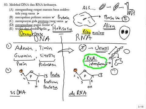 Video: Apakah yang terdapat dalam nukleotida DNA?