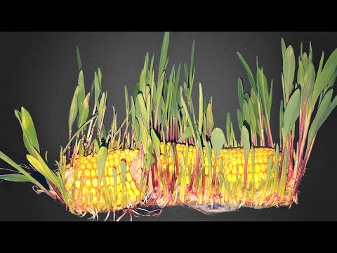 Corn Germination Time Lapse - 31 Days【macro-4K】|Soil Cross Section|