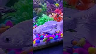 Amezing aquarium fish