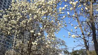 Корейская весна, цветение магнолии. Почему нельзя говорить сакура?