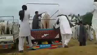Malik bashi khan باشی خان کے بیلوں کی  یادگار ویڈیو