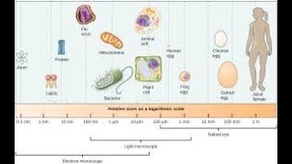 AP BIO Chapter 4 Notes Cells Part 1 1