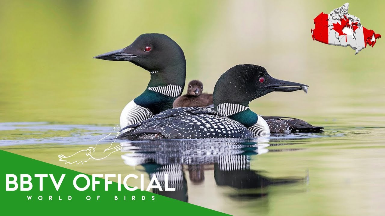 Birds Of Canada | Most Beautiful Birds Found in Canada You've Never Seen | BBTV Official