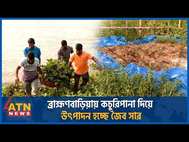 In Brahmanbaria, organic fertilizer is being produced with kachuripana organic fertilizers | ATN News class=