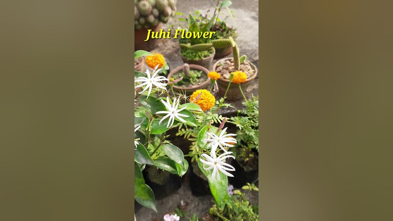Beautiful Fragrant Flower Jasmine / Kunda / Juhi Flower My Roof
