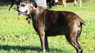 How much grooming do Boxers require?