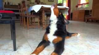 Bernese Mountain Dog sings Adele Someone Like You