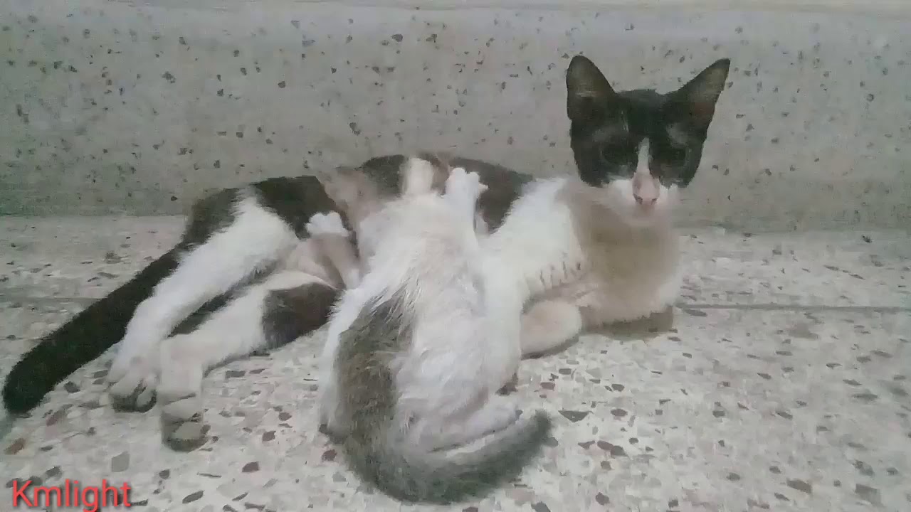 Cat Feeding - YouTube