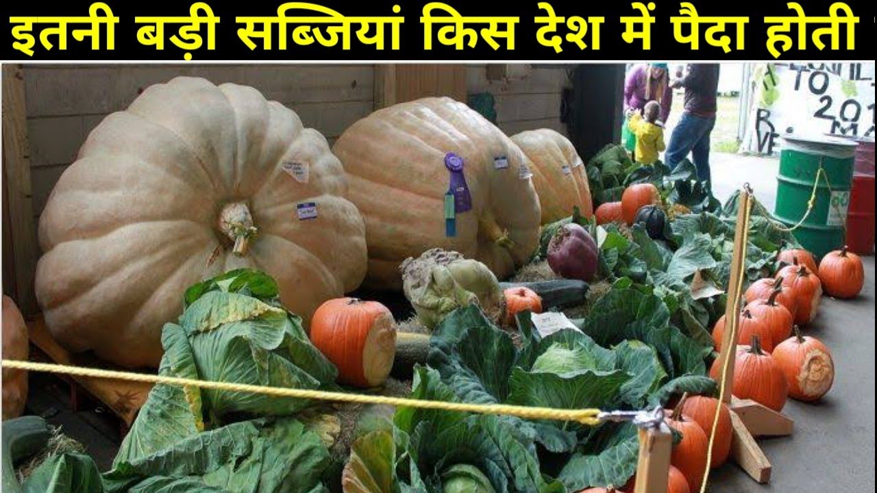 THE GIANT VEGETABLES IN ALASKA || MS LITE 