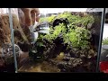 25 Hiht Cube Lepido Clab Paludarium | 25하이큐브 레피도 크랩 팔루다리움 | Borneo Panda Crab 보르네오 판다 크랩