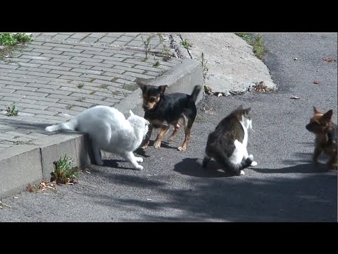 Katinų dvikova kurią nutraukė šunys - gyvenkime draugiškai!