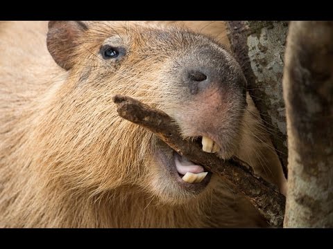 Капибара - самый крупный грызун в мире (Capybara)