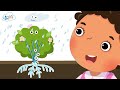 Plant Structure and Function Assessment