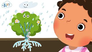 Plant Structures | Science | 1st Grade | Kids Academy