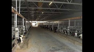 «Мираторг» создал в Курской области уникальное производство по выращиванию молодняка молочного скота