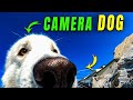 Dog Holds a Camera, Given by Owner, in its Mouth
