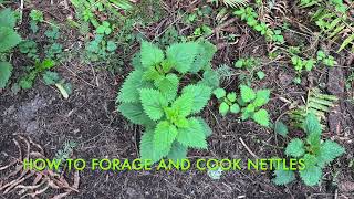 How to forage and cook nettles