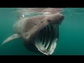 Riesenhai - Der Gigantische Hai Im Ozean / Dokumentation
