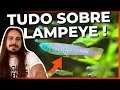 🔴ESSE PEIXE TEM LÂMPADA NOS OLHOS! KILLIFISH LAMPEYE, TUDO SOBRE! |Mr. Betta|