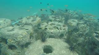 Artificial Reefs Of Baybay City