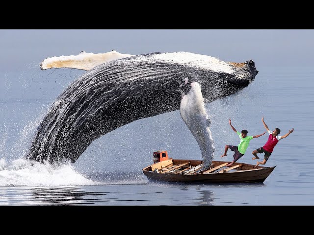 Blue Whale Fish Attack Ship | Fun Made Whale Shark Attack Movie #whale class=