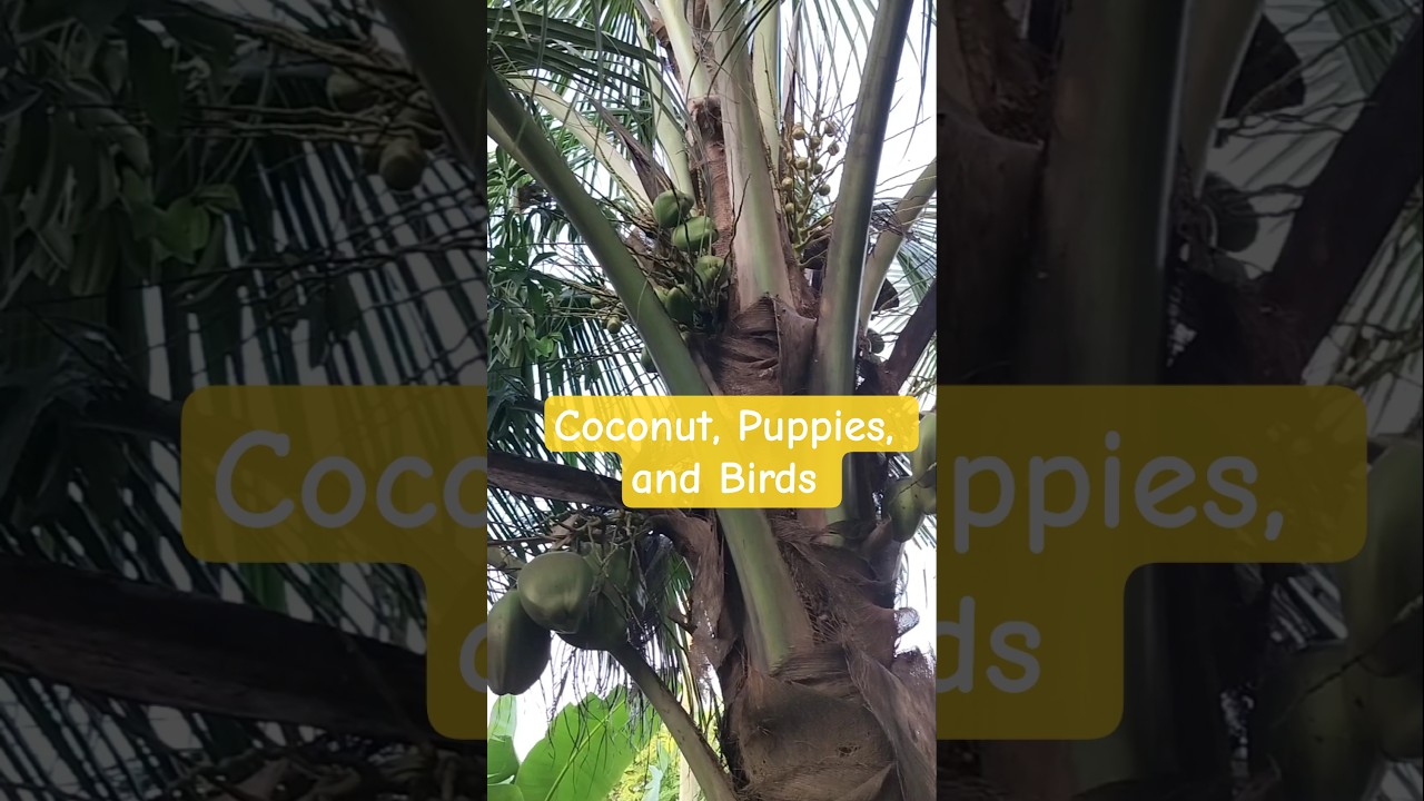 #coconut #puppies #birds #liberia #africa #organic