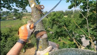 Арбористика‼️Аккуратный Спил Двух Деревьев🌳 Arboristics!!️ Neatly Cut Down Two Trees🌳