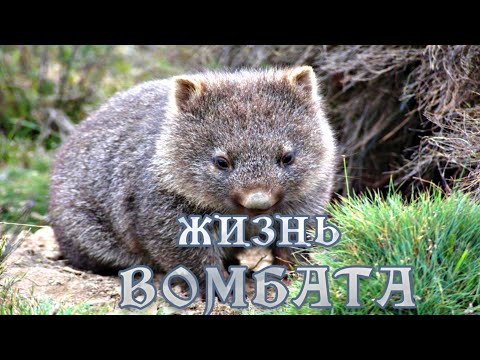 Тайная жизнь Вомбата (2) #Документальный фильм HD