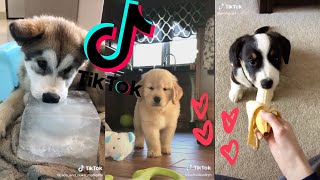 Cute &amp; Funny Puppies Compilation [Puppies of TikTok 2021]