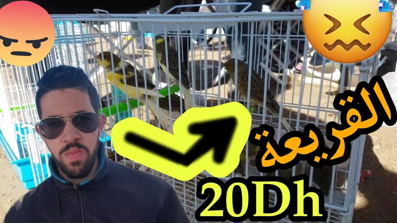 كنار 20dh🙀😥,أجي تشوف أثمنة الطيور يوم السبت في القريعة،السوق كان ناعس و البيع والشراء ناقص بزاف🤦‍♂️😥