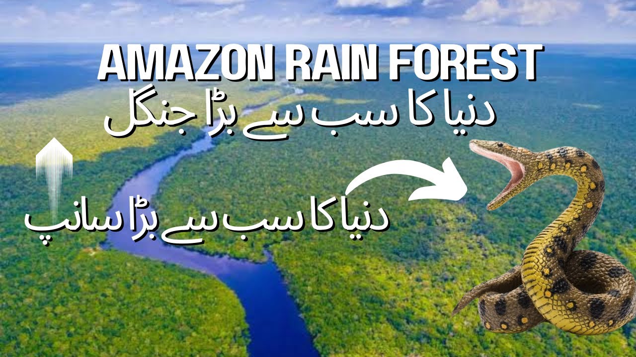 Amazon Rian Amazon Rain forest | Animals in Amazon Rain forest |watch more# ...